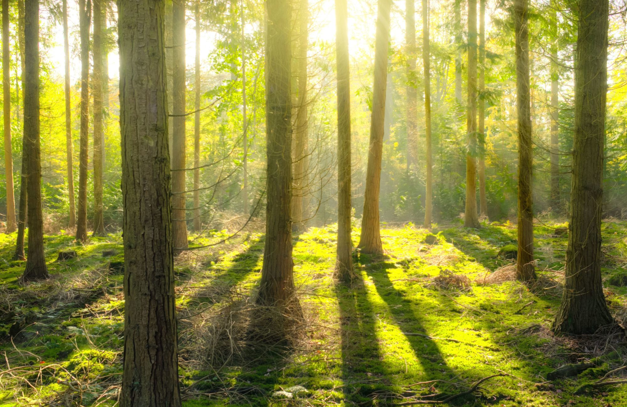 Foto_Wald