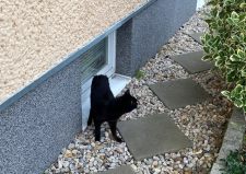 Fundtier: schwarze Hauskatze Fundtier: schwarze Hauskatze