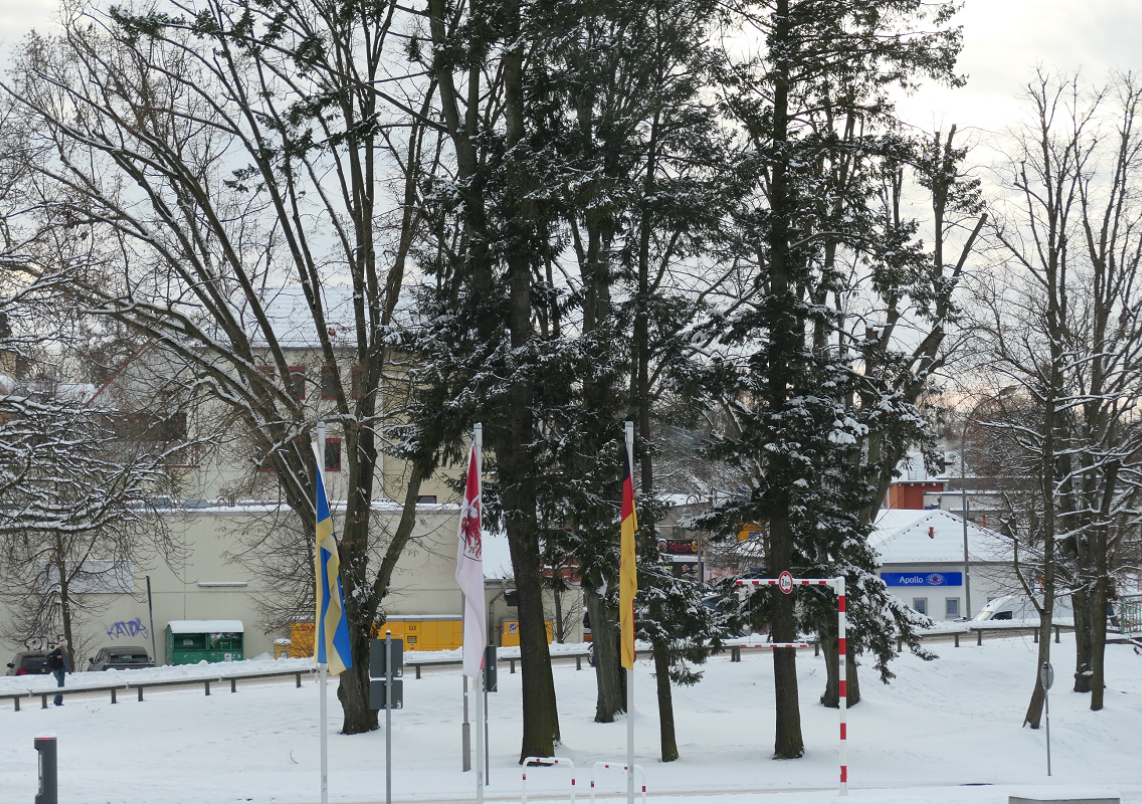 Schneebedeckte Kiefern vor dem Rathaus.
