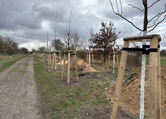 155 Obstbäume wurden am Pechpfuhlweg gepflanzt.