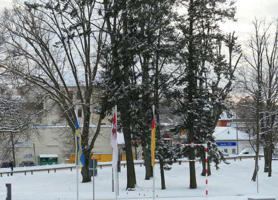 Schneebedeckte Kiefern vor dem Rathaus.